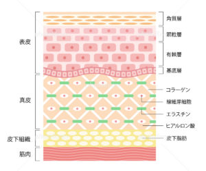 Hifu ハイフ の小顔効果は何日後がベスト Meshie銀座エステサロン ハイフ ハーブピーリング専門店 Hifu ハイフ の小顔効果は何日後がベスト Meshie銀座エステサロン ハイフ ハーブピーリング専門店